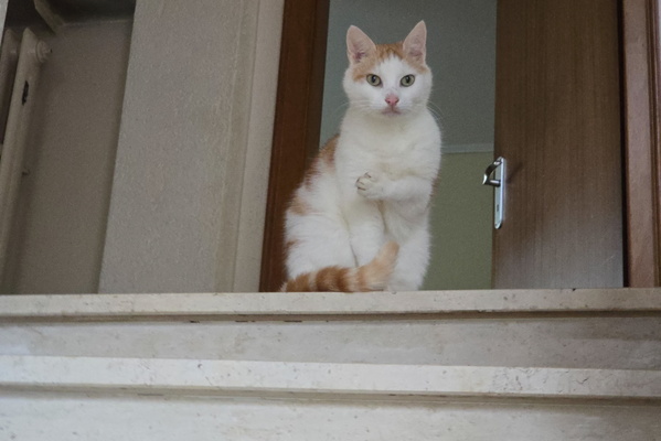 Gaze of the sentinel