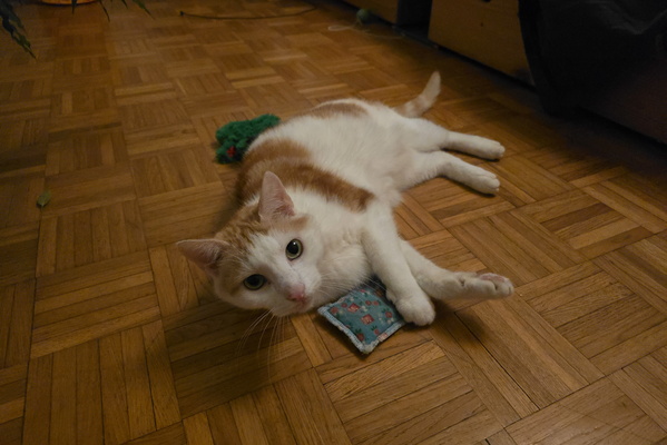 Timmy, king of the floor