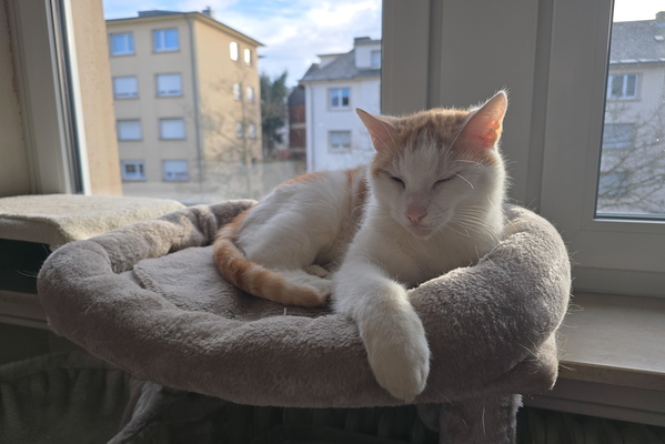 Timmy’s lazy Wednesday afternoon