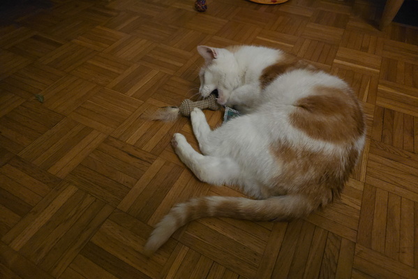 Timmy's toy time