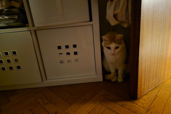 What lurks in the shadows?