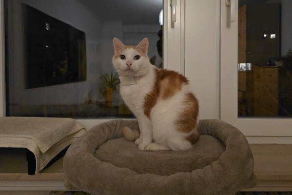 Gaze of Timmy