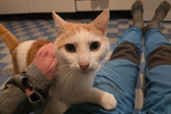 A Paw-some Interruption