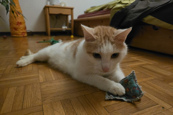Playful pounce