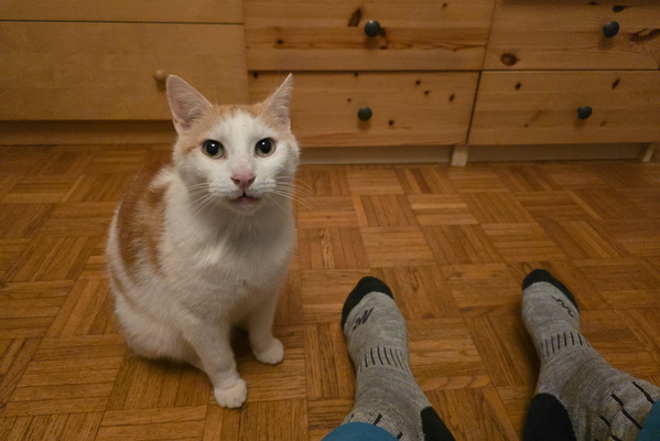 Timmy's Pawsitive Posture