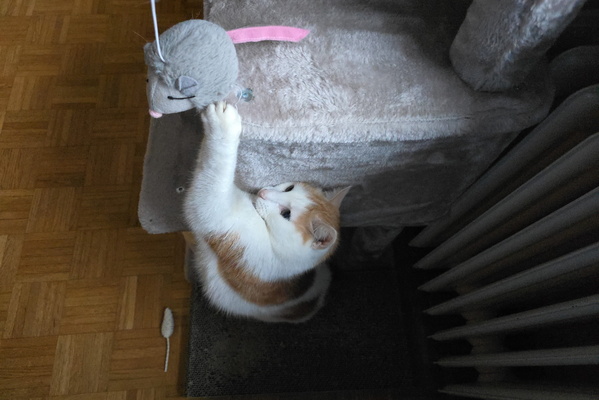 Timmy's great escape