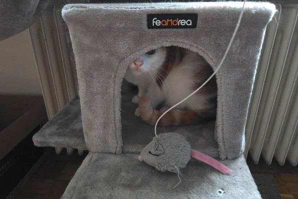 Timmy's Hideout