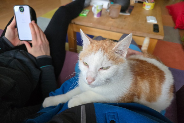 Timmy's takeover: the lap is mine