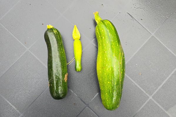 Last courgettes harvest this year