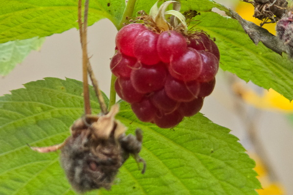 Last raspberry of the year