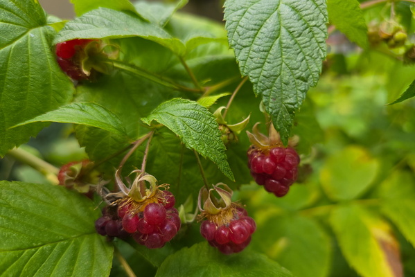 Raspberries