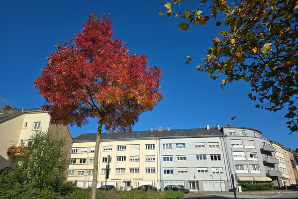 Red tree just outside the house