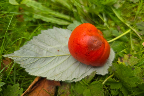 The end of the garden tomatoes