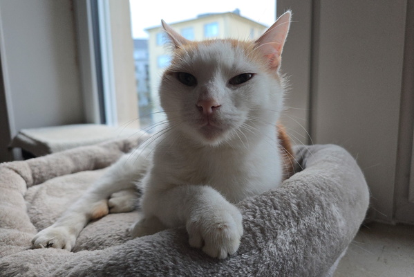 Oh, the Majestic Timmy