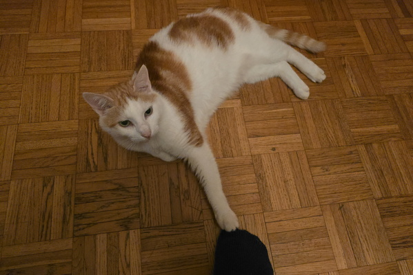 Timmy's Grabby Paw