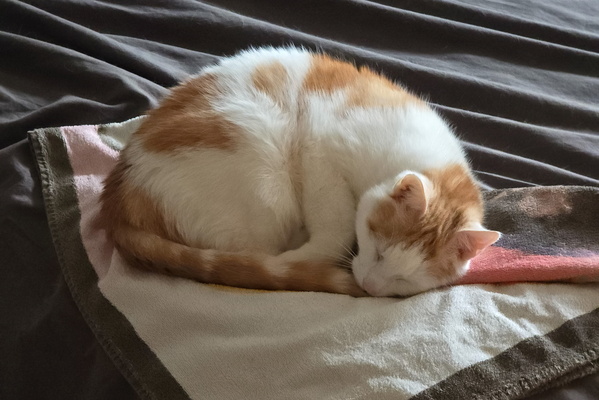 Slumber of Timmy