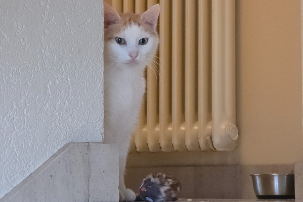 Staring Timmy