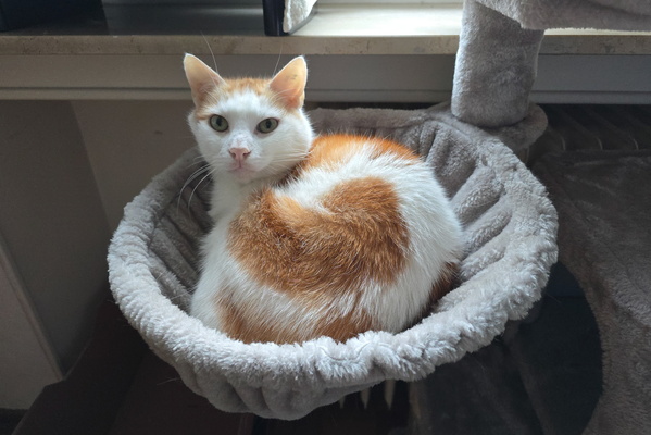 Feline throne