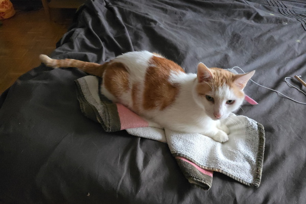 Timmy's Towel Takeover