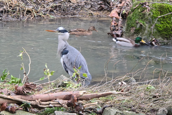 The Heron's Awkward Stance