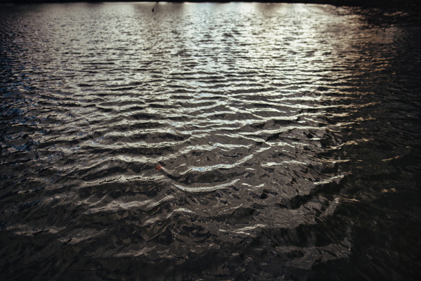 The Heartbeat of the Pond