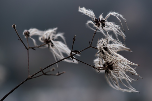 The Seed's Wild Promise