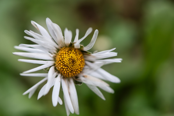 A Flower That Has Seen the Seasons