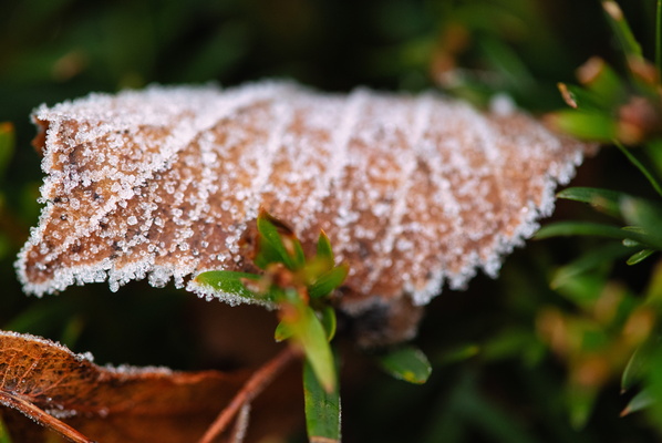 The Ephemeral Lace of Frost