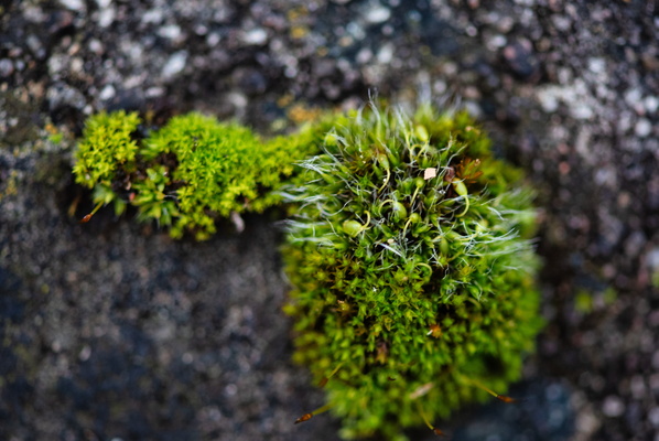 An Explosion of Life on Stone