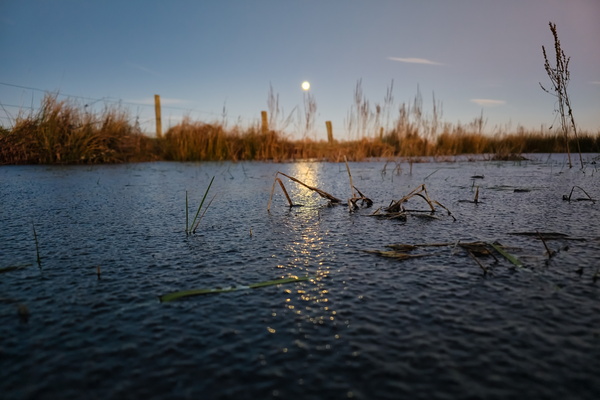 Moonlit Pond: Where's the Duck?