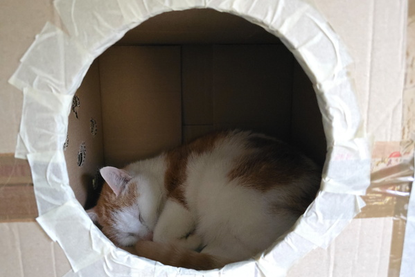 Timmy's Cardboard Cat Castle of Calm