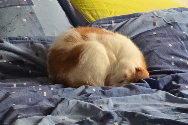 Timmy: Master of the Cat Nap Sphere