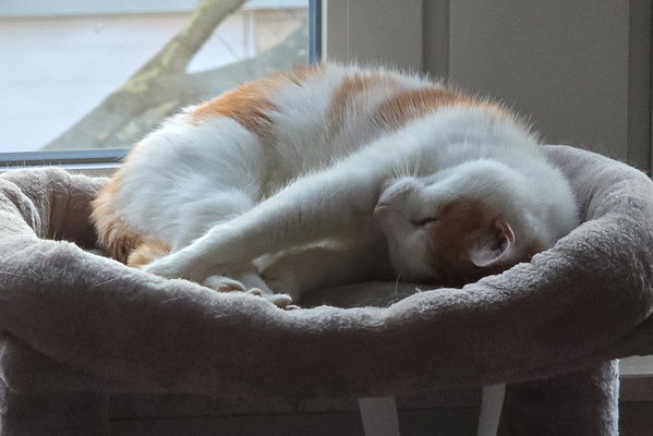 The Zen Master of the Cat Tree