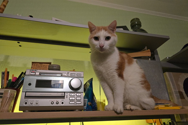 Meow-ster on the Shelves