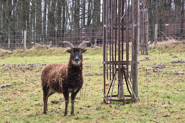 Ewe-nique Pose