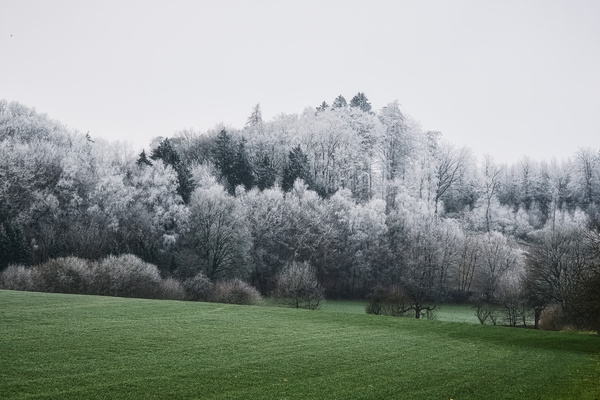 When the trees decided to wear white for a change