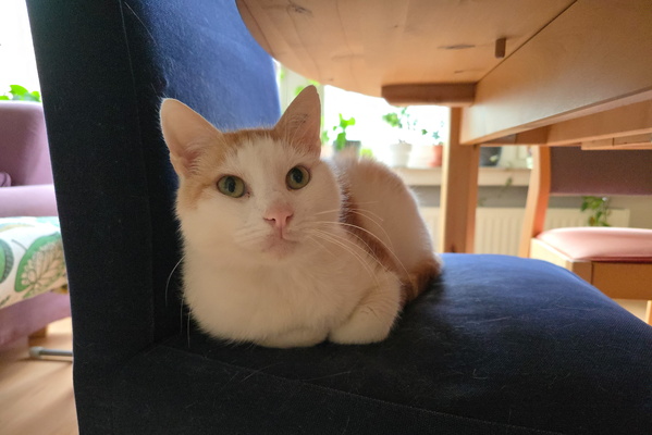 Oh, look, the master of the house deigns to perch upon a lowly chair