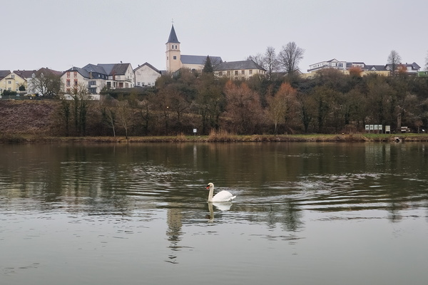 Swan dive into the day