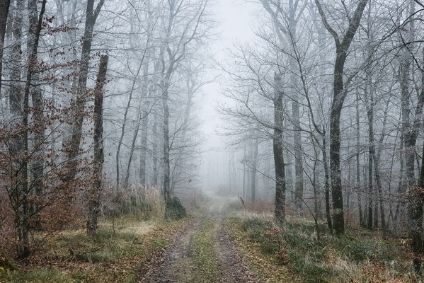 The Whispering Path of Frost