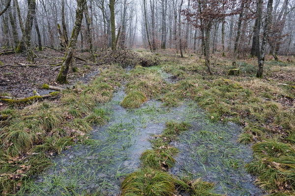 A Glimpse into the Submerged Forest Floor