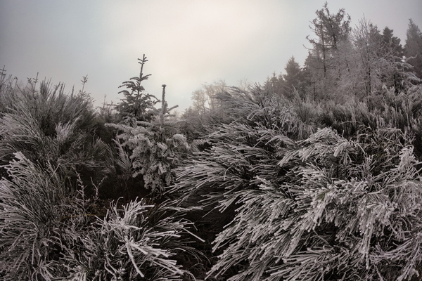 Whispers of Winter's Embrace