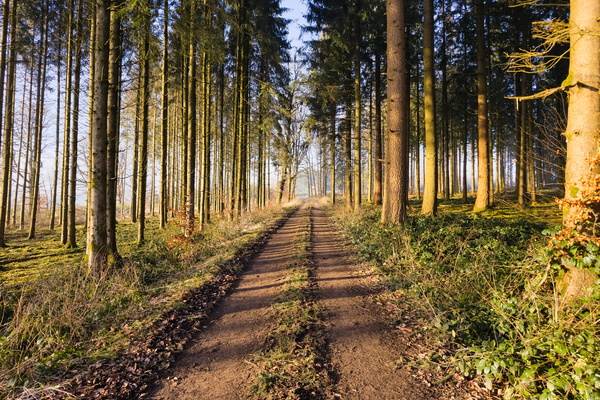 Sunlit Path Through the Woods