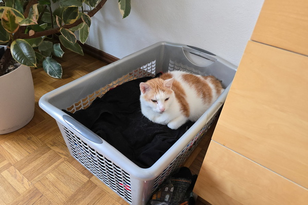 The Case of the Curious Laundry Basket Occupant