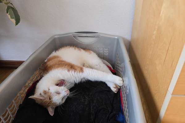 Laundry Basket Landlord: Timmy's Takeover!