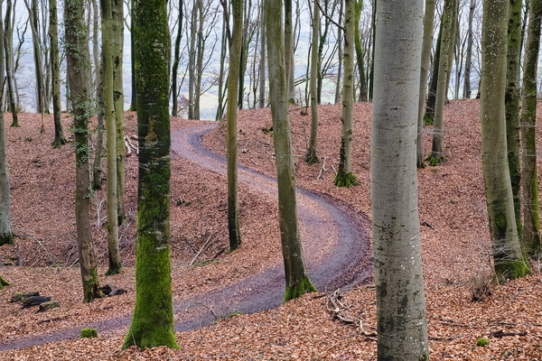 A brown carpet, and trees in the sky.