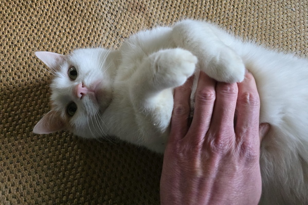 Timmy's Tummy Tickle Tango!