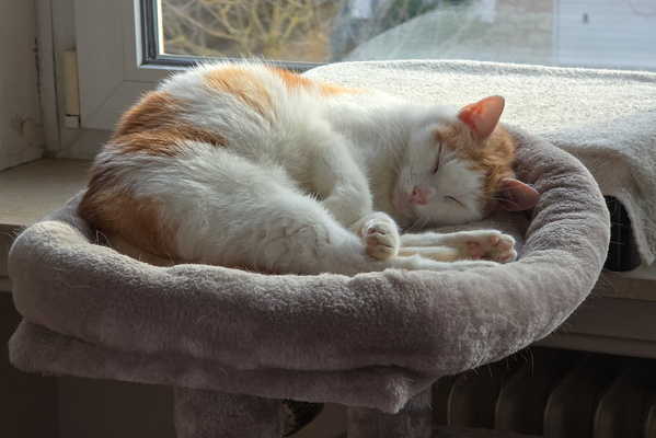 Zen Master Timmy Achieves Peak Napping