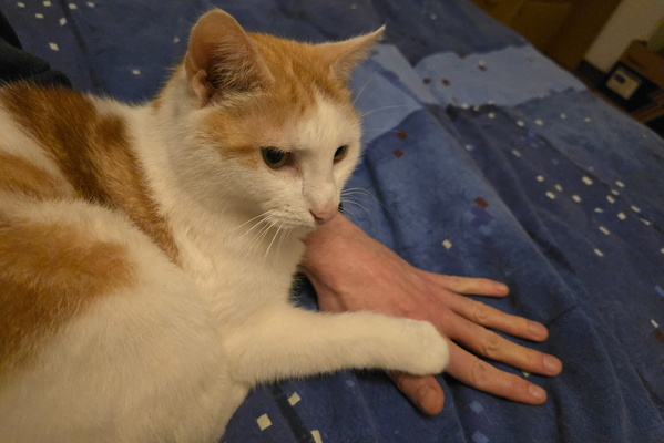 My Hooman, You Shall Not Move!
