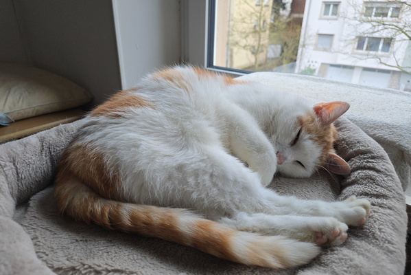 Timmy in a state of deep purr-vana