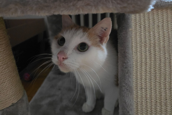 Peeking Through the Perch!